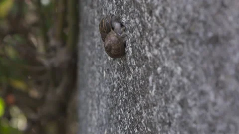Snails mating on a garden wall Stock Footage 147660597