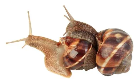 Snails Mating Stock Photos