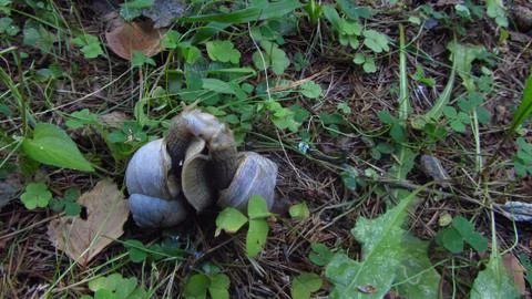 Snails Mating Stock Photos