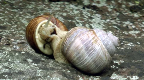 Snails in the mating ritual. Stock Footage 8507820