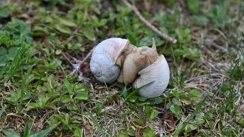 Snails mating time-lapse 스톡 동영상 218237285