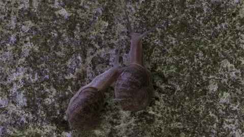 Snails Mount prior to mating Stock Footage 147837309