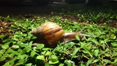 Snails that move at night. Stock Footage 205524191