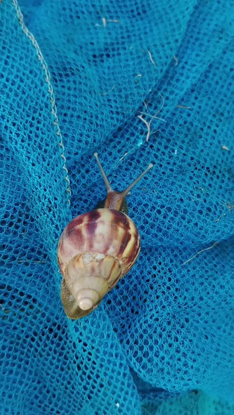 Snails move slowly, seeking moisture Stock Footage 330586638