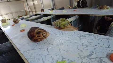 Snails move slowly on a track in a farm setting with people observing and engagi Stock Footage 332565448