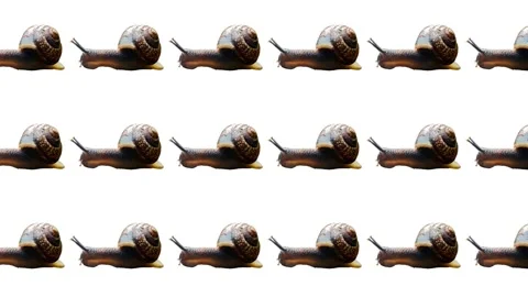 Snails move in straight lines across a plain white surface in a timed experiment Stock Footage 341977130