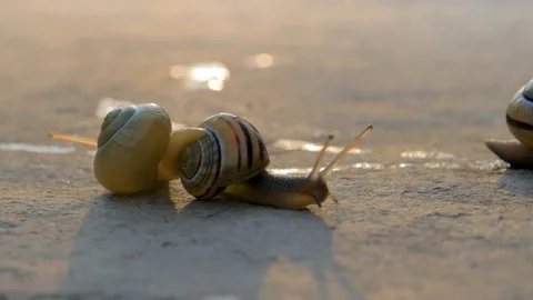 Snails moving in different directions at sunset Stock Footage 77402170