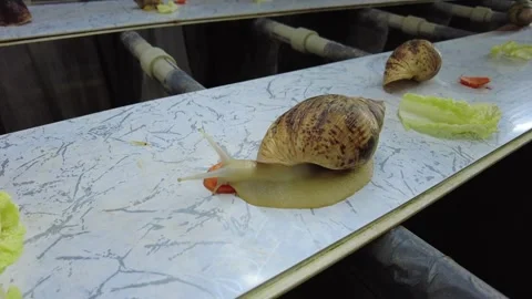 Snails moving on a feeding track at a local farm in the early afternoon Video stock 332565348