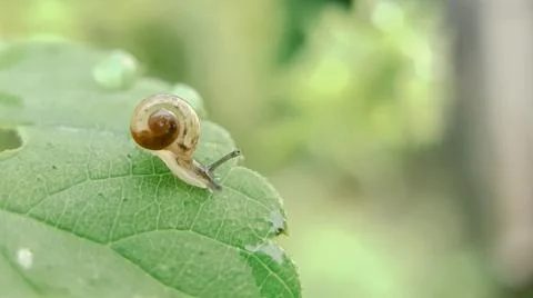 Snails moving on the green leaf Foto stock