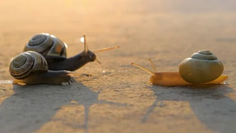 Snails moving towards each other at sunset Stock Footage 77404447