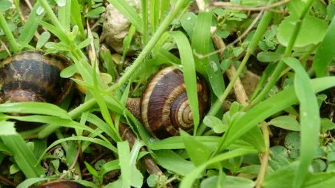 Snails in nature Stock Photos