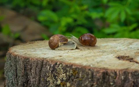 Snails in nature on a tree. Selective focus. Stock Photos