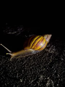Snails at night 写真素材