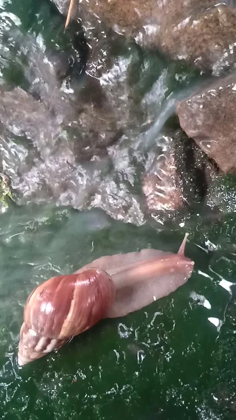 Snails or forest snail Video stock 221401153