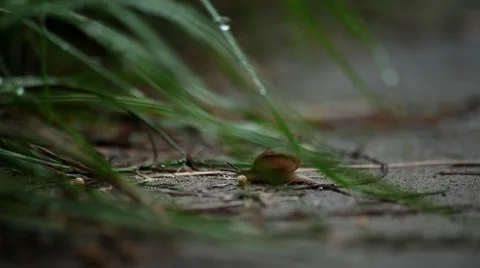 Snail's Pace Stock Footage 42059493