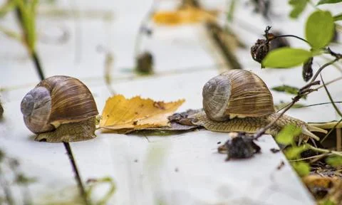 Snails in the park Stock Photos