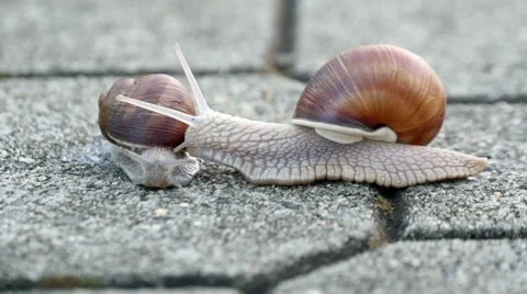 Snails On The Pavement Stock Footage 41060307