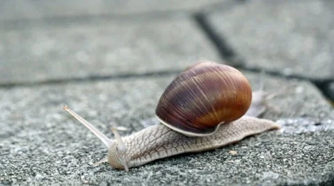 Snails On The Pavement Stock Footage 41060354