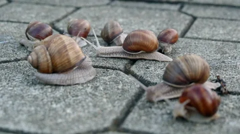 Snails On The Pavement Stock Footage 41060495
