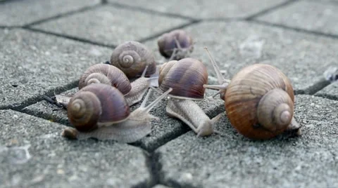 Snails On The Pavement Stock Footage 41060971