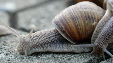 Snails On The Pavement Stock Footage 41061099