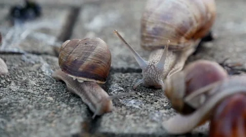 Snails On The Pavement Stock Footage 41061439