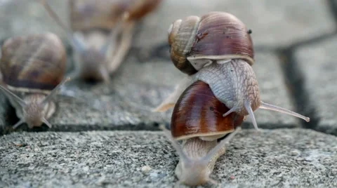 Snails On The Pavement Stock Footage 41061512