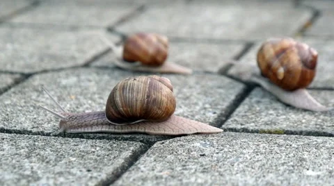 Snails On The Pavement Stock Footage 41061607