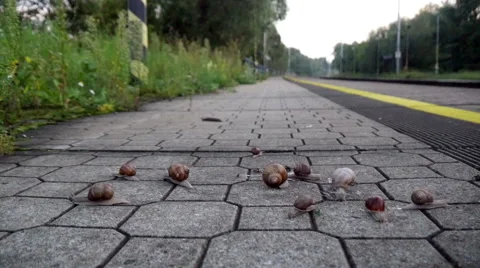 Snails On The Pavement Stock Footage 41061977