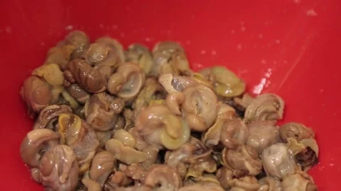 Snails peeled from the shell Stock Footage 151534755