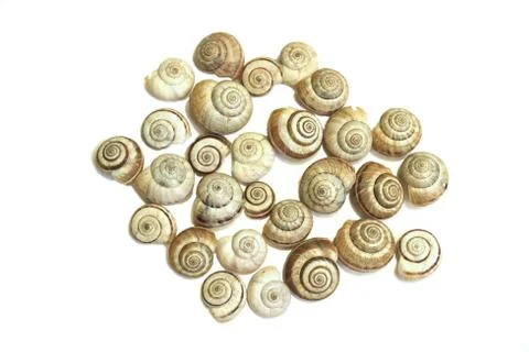 Snails Foto stock
