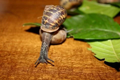 Snails Stock Photos