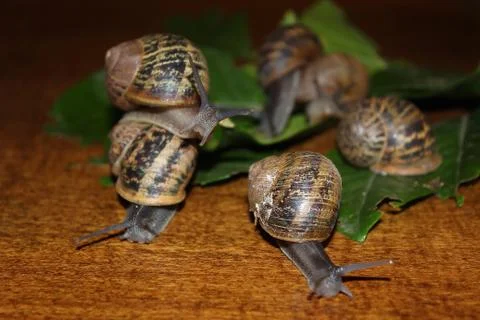 Snails Stock Photos