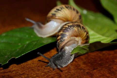 Snails Stock Photos