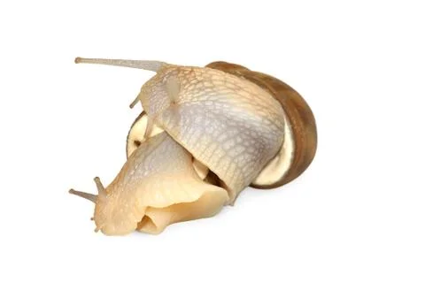 Snails Fotos de archivo