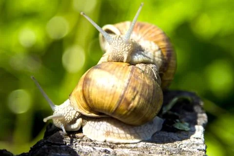 Snails Foto stock