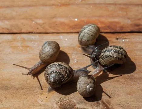 Snails Stock Photos