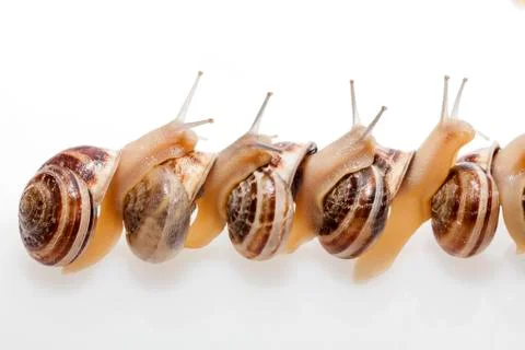 Snails Stock Photos
