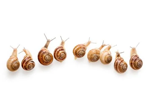Snails Stock Photos