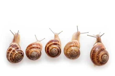 Snails Stock Photos