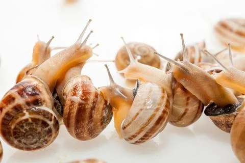 Snails Stock Photos
