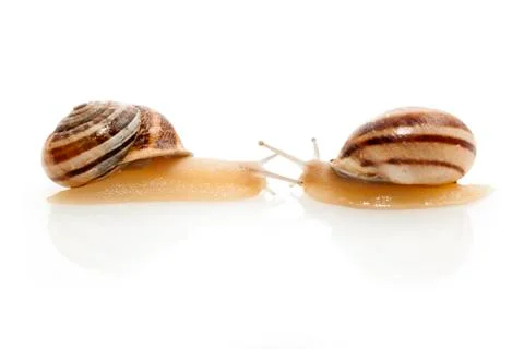 Snails Stock Photos