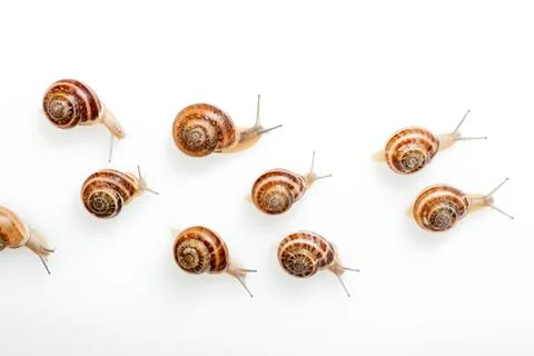 Snails Stock Photos