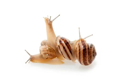 Snails Stock Photos