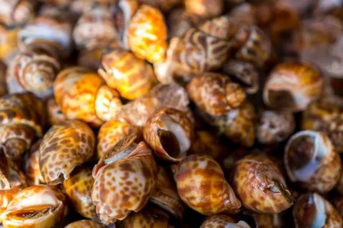 The snails Stock Photos