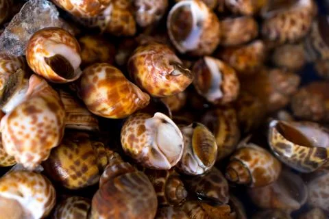 The snails 스톡 사진