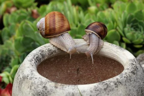Snails Stock Photos