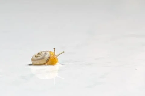 Snails Stock Photos