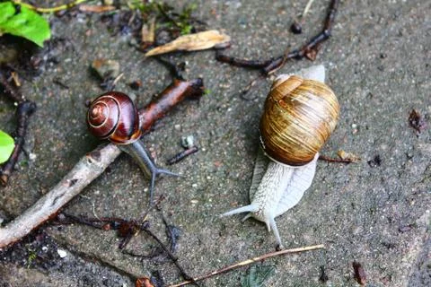 The snails Stock Photos