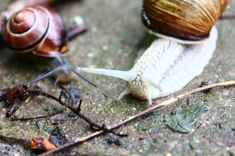 The snails Stock Photos